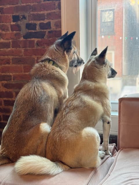 Gemma and Sandwich watching over New York City from their window