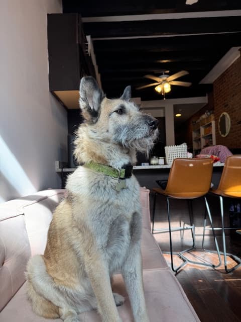 Sandwich, a scruffy shepherd rescued from a Korean meat farm